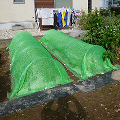 防虫ネット