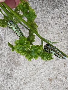 パセリを食べる虫