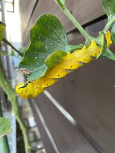 トマトの葉を食べる虫