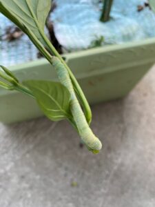 ヨトウムシ幼虫