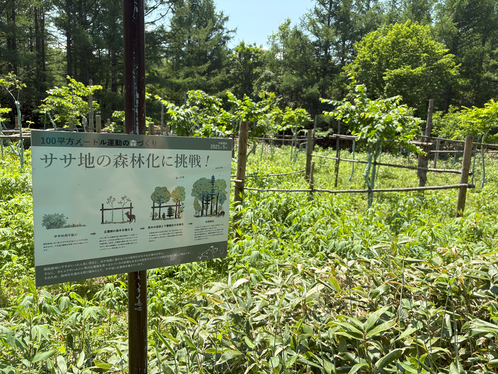 ハルニレの樹植栽後ネット巻き