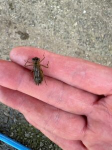 トンボの幼虫ヤゴ