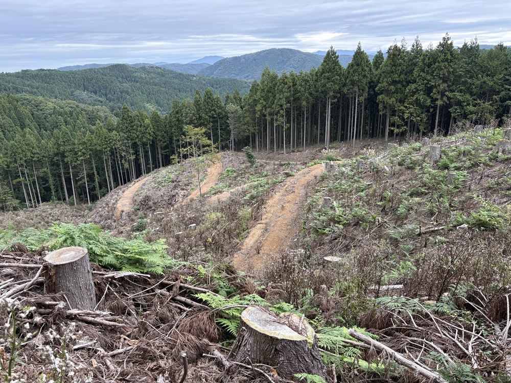 福井市内皆伐山林