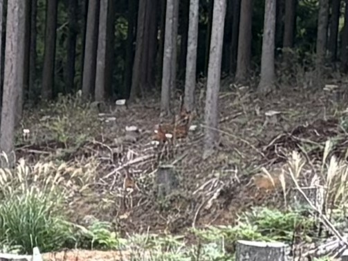 山林のシカ