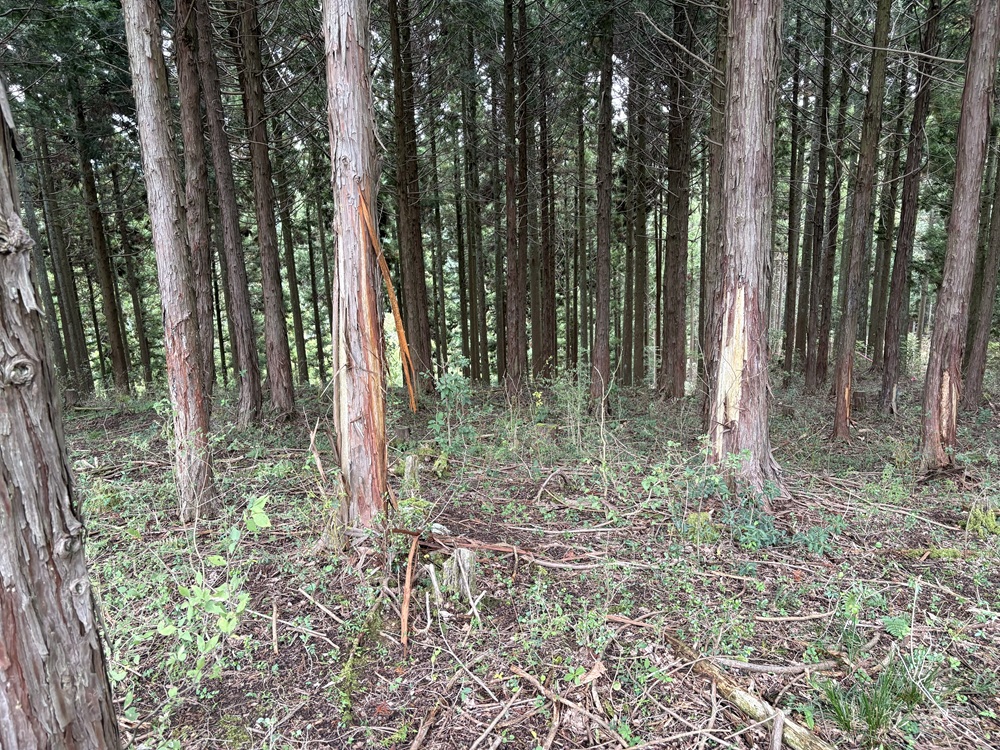 シカによる樹皮剥ぎ