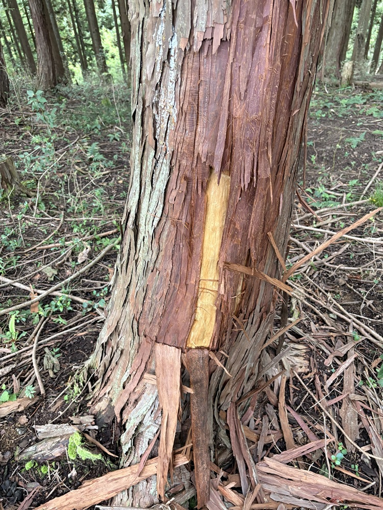 シカ樹皮剥ぎ