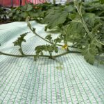 敷きわらシート