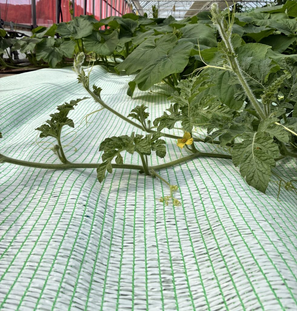 敷きわらシート