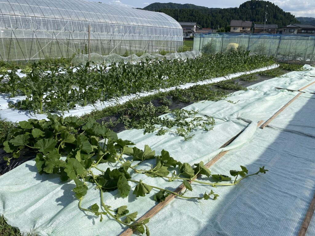 病気を抑制する敷きわらシート