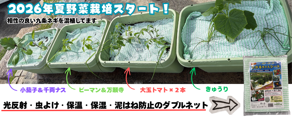 プランターで夏野菜栽培