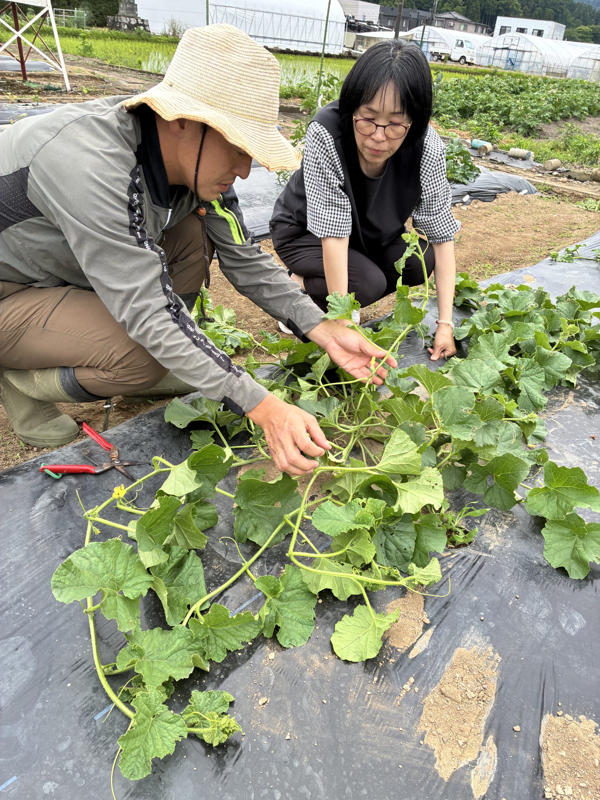 小学校栽培フォロー