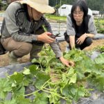 小学校栽培フォロー