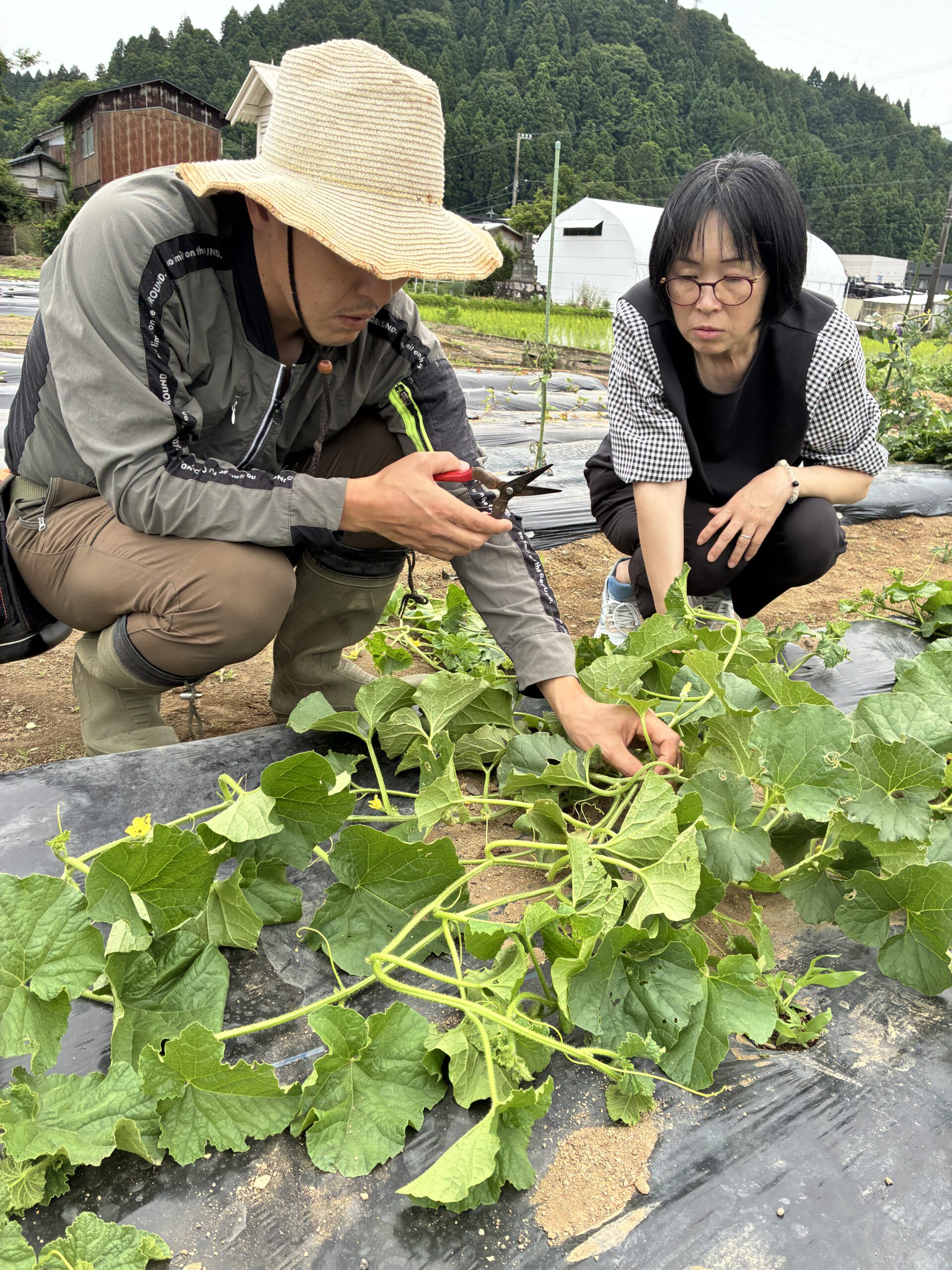 小学校栽培フォロー