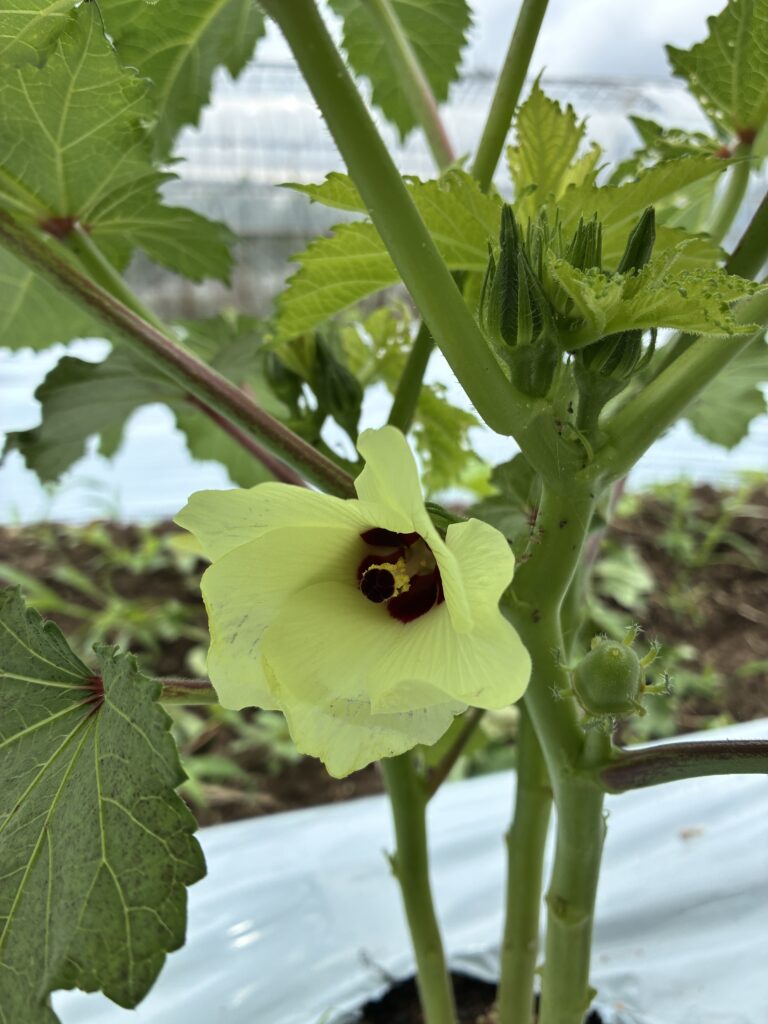 オクラの花画像