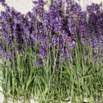 ラベンダーの花画像