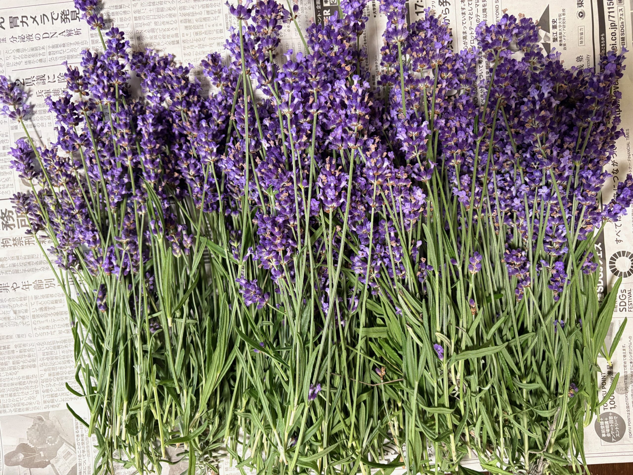 ラベンダーの花画像